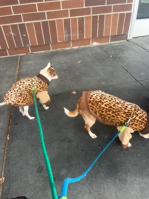 Image of
          two dogs wearing custom cheetah-design sweaters